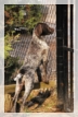 wye niemiecki, spinone italiano