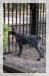 wye niemiecki, spinone italiano