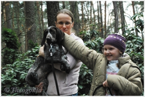 wye niemiecki, spinone italiano