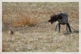 wye niemiecki, spinone italiano