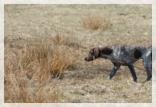 wye niemiecki, spinone italiano