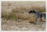 wye niemiecki, spinone italiano