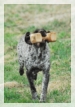 wye niemiecki, spinone italiano