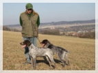 wye niemiecki, spinone italiano