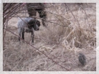 wye niemiecki, spinone italiano