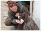 wye niemiecki, spinone italiano