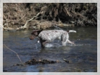 wye niemiecki, spinone italiano