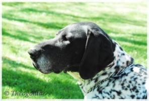 wye niemiecki, spinone italiano