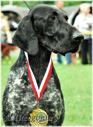 wye niemiecki, spinone italiano