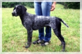 wye niemiecki, spinone italiano