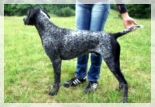 wye niemiecki, spinone italiano