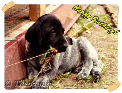 wye niemiecki, spinone italiano