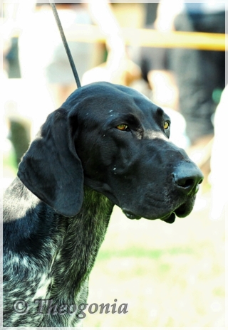 wye niemiecki, spinone italiano