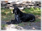 wye niemiecki, spinone italiano