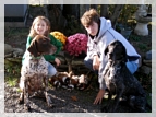 wye niemiecki, spinone italiano