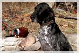 wye niemiecki, spinone italiano