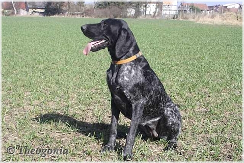 wye niemiecki, spinone italiano