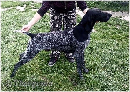 wye niemiecki, spinone italiano