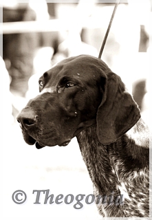 wye niemiecki, spinone italiano