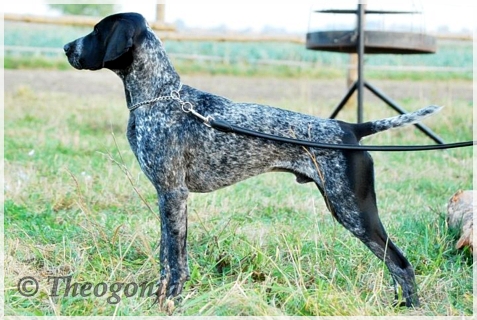 wye niemiecki, spinone italiano