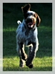 wye niemiecki, spinone italiano