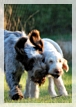 wye niemiecki, spinone italiano