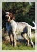 wye niemiecki, spinone italiano