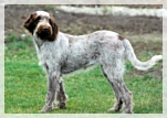 wye niemiecki, spinone italiano
