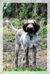 wye niemiecki, spinone italiano
