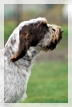wye niemiecki, spinone italiano