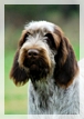 wye niemiecki, spinone italiano