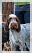 wye niemiecki, spinone italiano
