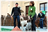 wye niemiecki, spinone italiano