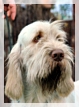 wye niemiecki, spinone italiano