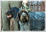 wye niemiecki, spinone italiano