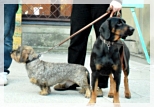 wye niemiecki, spinone italiano