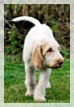 wye niemiecki, spinone italiano