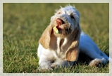 wye niemiecki, spinone italiano