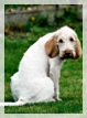 wye niemiecki, spinone italiano