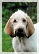 wye niemiecki, spinone italiano