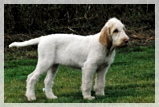 wye niemiecki, spinone italiano