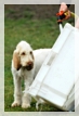 wye niemiecki, spinone italiano