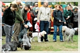 wye niemiecki, spinone italiano