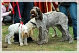 wye niemiecki, spinone italiano