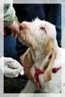 wye niemiecki, spinone italiano