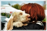 wye niemiecki, spinone italiano