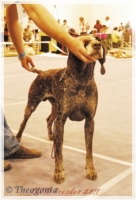 wye niemiecki, spinone italiano