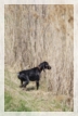 wye niemiecki, spinone italiano