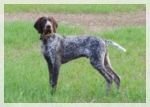 wye niemiecki, spinone italiano