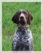 wye niemiecki, spinone italiano